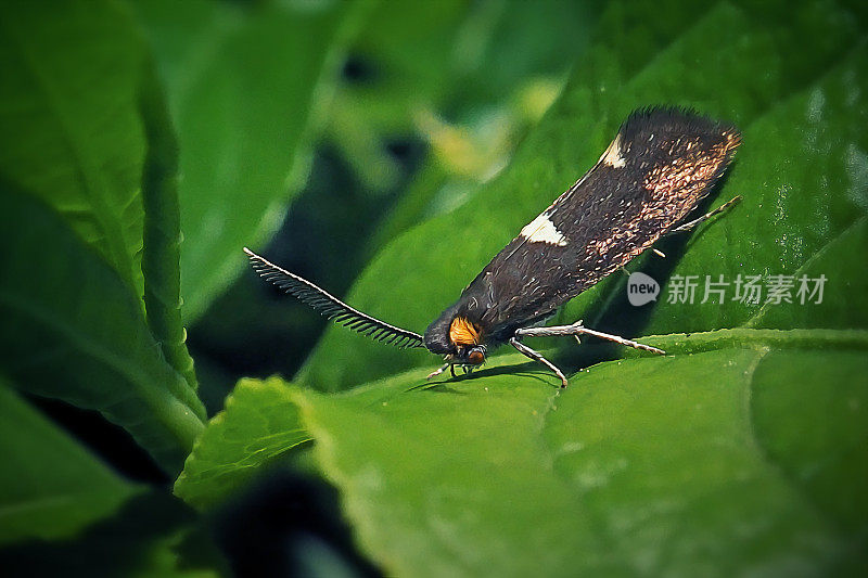 Incurvaria masculella Feathered Diamond-Back Moth Insect